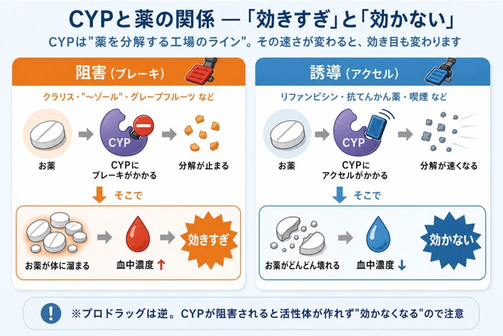 CYP阻害は血中濃度が上がり効きすぎ、CYP誘導は血中濃度が下がり効かなくなることを示した比較図