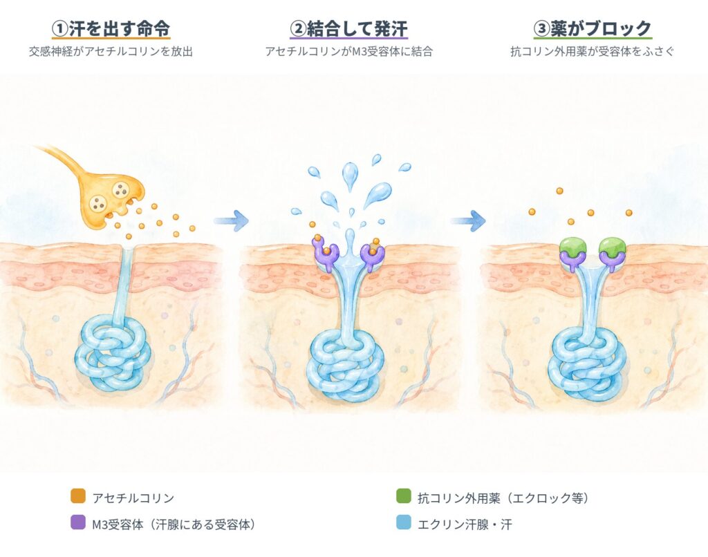 多汗症で汗が出る仕組みと外用抗コリン薬の作用機序を3段階で示した図。交感神経から放出されたアセチルコリンが汗腺のM3受容体に結合して発汗し、抗コリン外用薬が受容体をふさぐと発汗が止まる流れ。