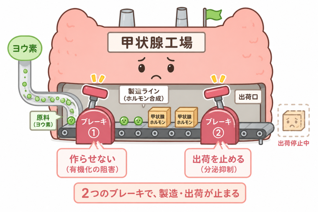 甲状腺を工場に見立て、ヨウ化カリウム丸が「作らせない(有機化の阻害)」と「出荷を止める(分泌抑制)」の2つのブレーキで甲状腺ホルモンの製造と分泌を抑えることを示したイラスト。
