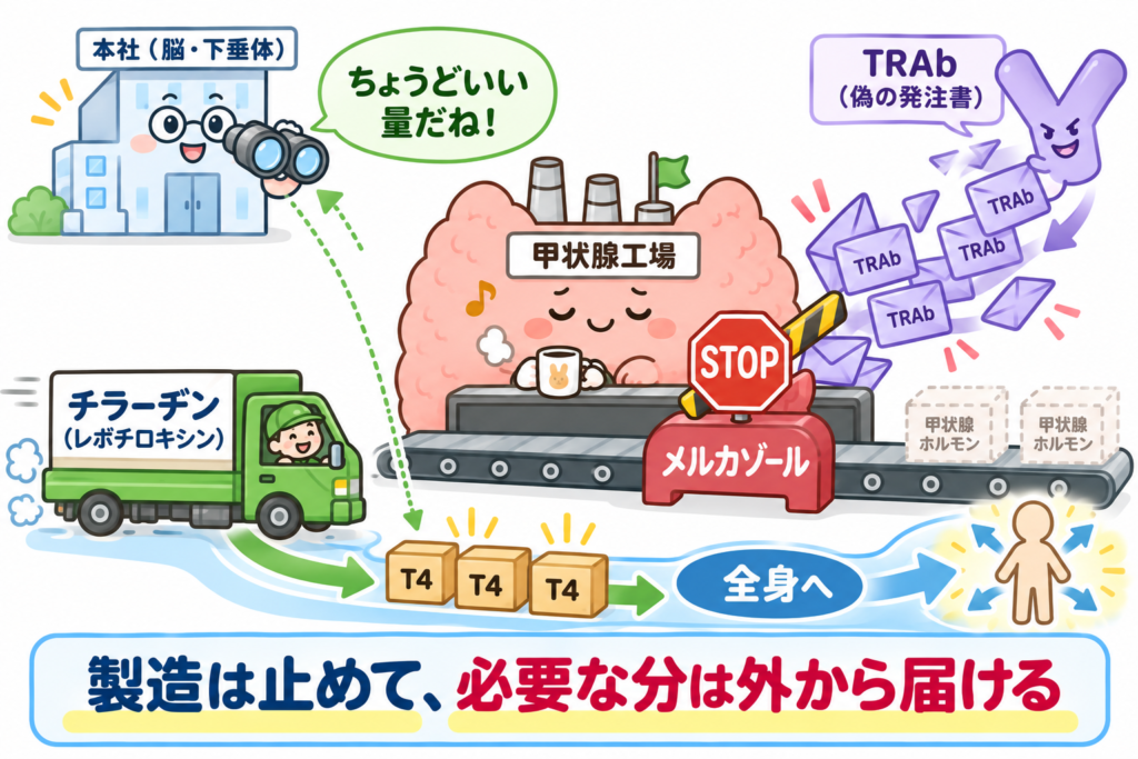 メルカゾールで甲状腺工場の製造ラインを止めて偽の発注書(TRAb)の影響を抑えつつ、チラーヂンで必要な量の甲状腺ホルモン(T4)を外から届けることで、甲状腺機能を安定させるしくみを示したイラスト。