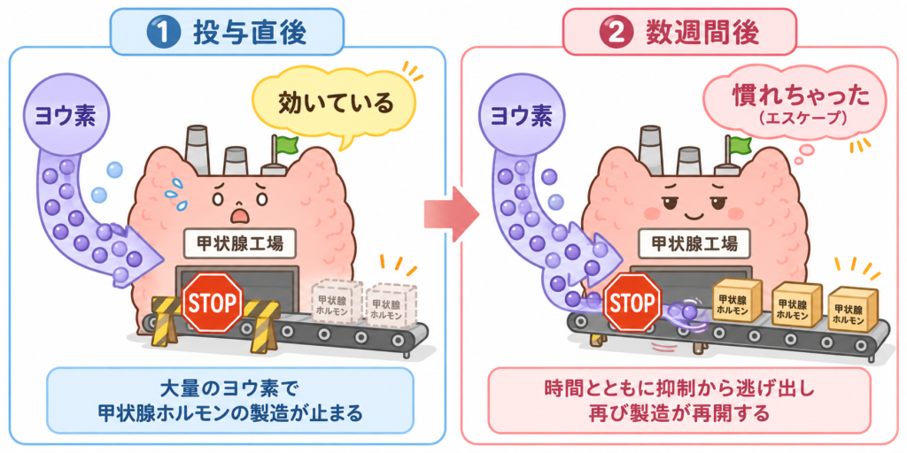 大量のヨウ素で一時的に甲状腺ホルモンの製造が止まるが、数週間後には同じヨウ素量でも甲状腺が順応して製造を再開してしまう「エスケープ現象」を、工場に例えて時間経過で示したイラスト。