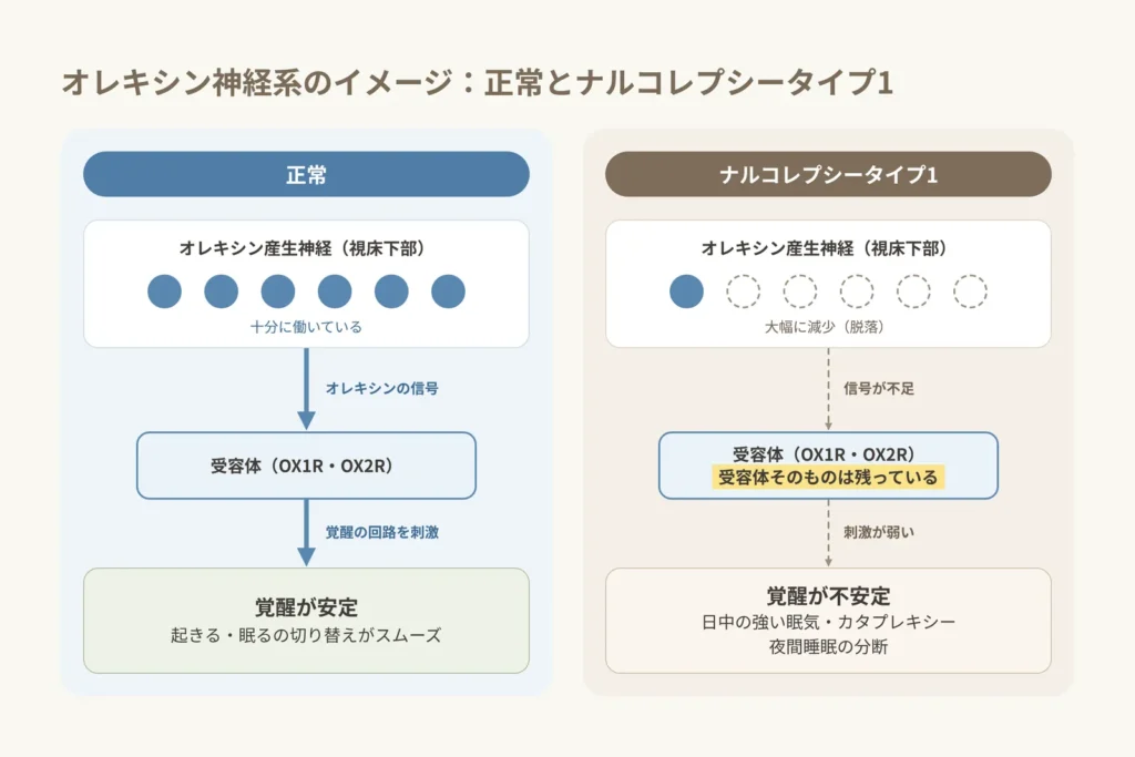 正常とナルコレプシータイプ1のオレキシン神経系の比較