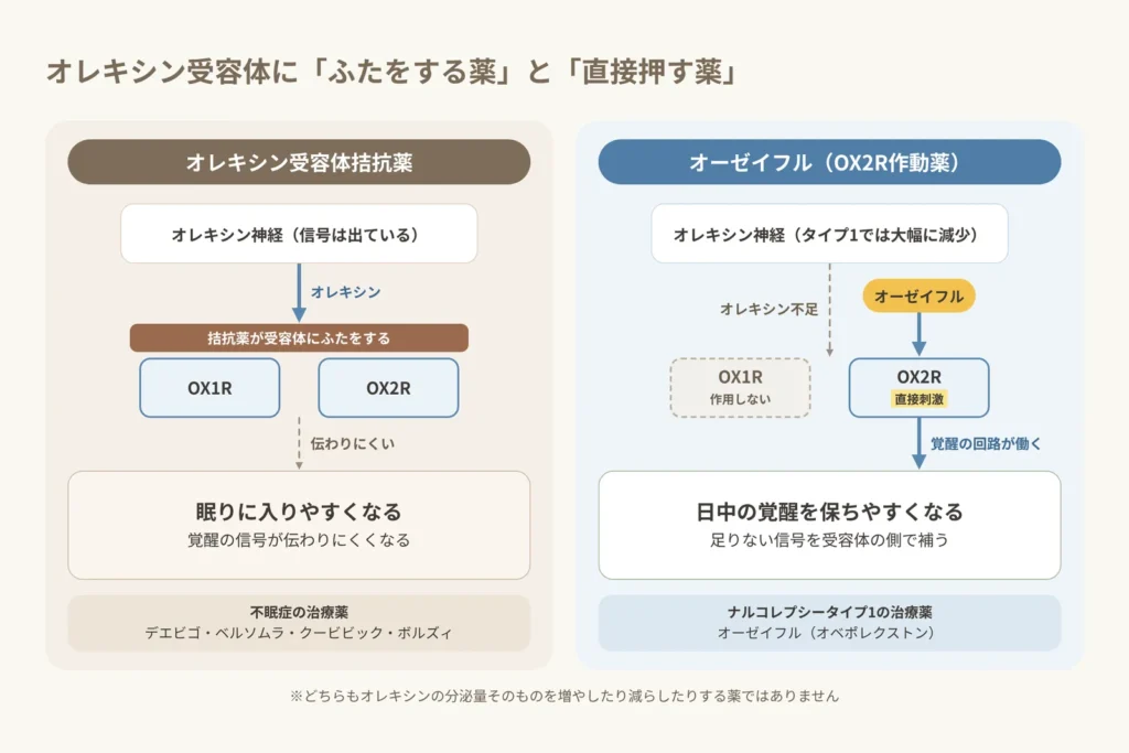 オレキシン受容体拮抗薬とオーゼイフルの作用機序の違い