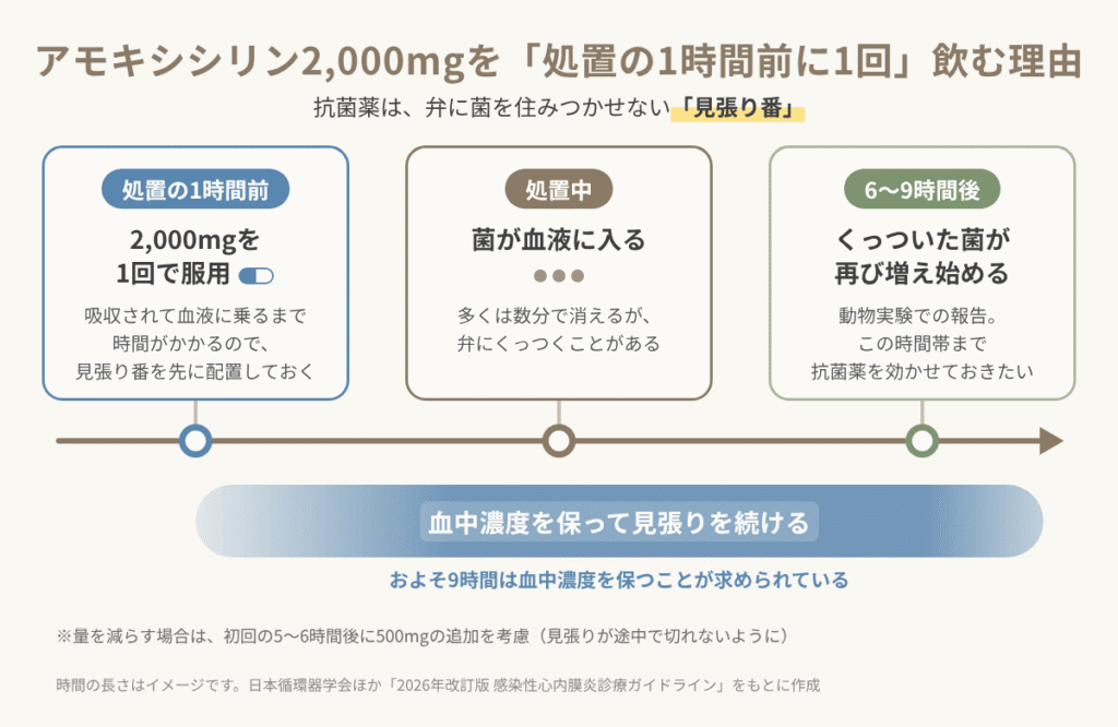 アモキシシリン2,000mgを歯科処置の1時間前に1回服用し、付着した菌が再び増え始める6〜9時間後まで、およそ9時間血中濃度を保つ流れを示した図